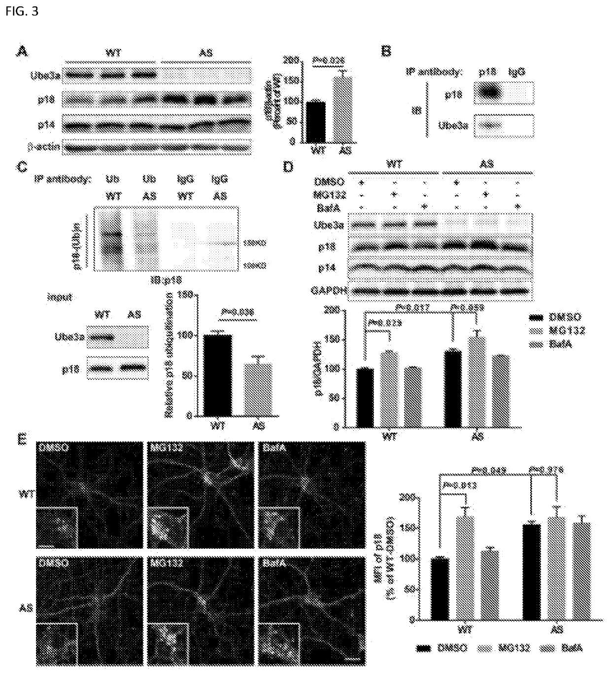 TARGETING P18 FOR mTOR-RELATED DISORDERS