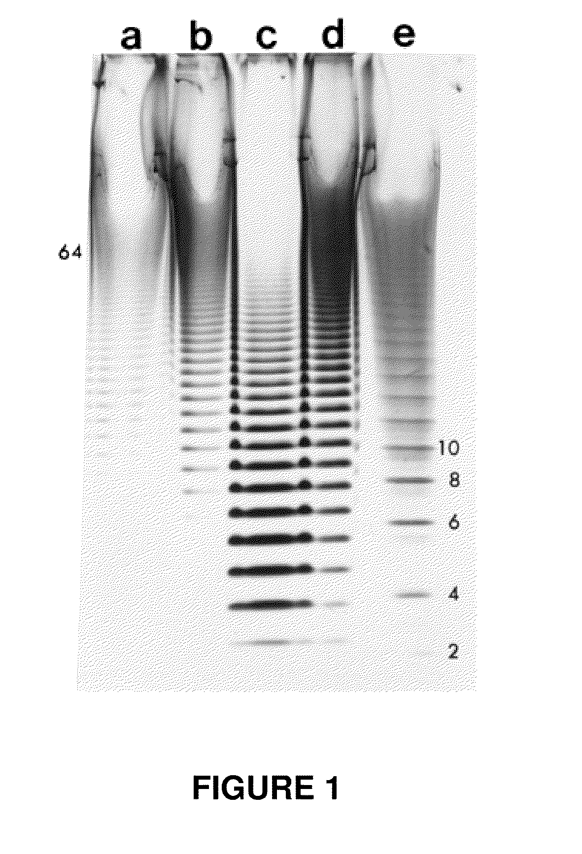 Gastropod biological fluid, method of making and refining and use