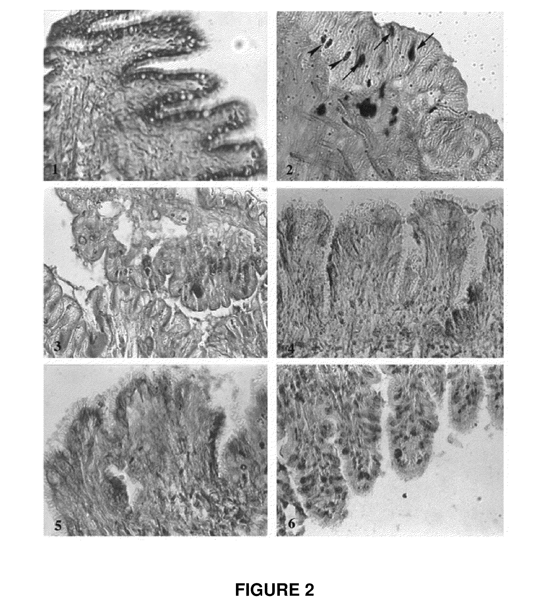 Gastropod biological fluid, method of making and refining and use