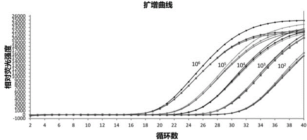 Candida krusei fluorescence PCR detection kit