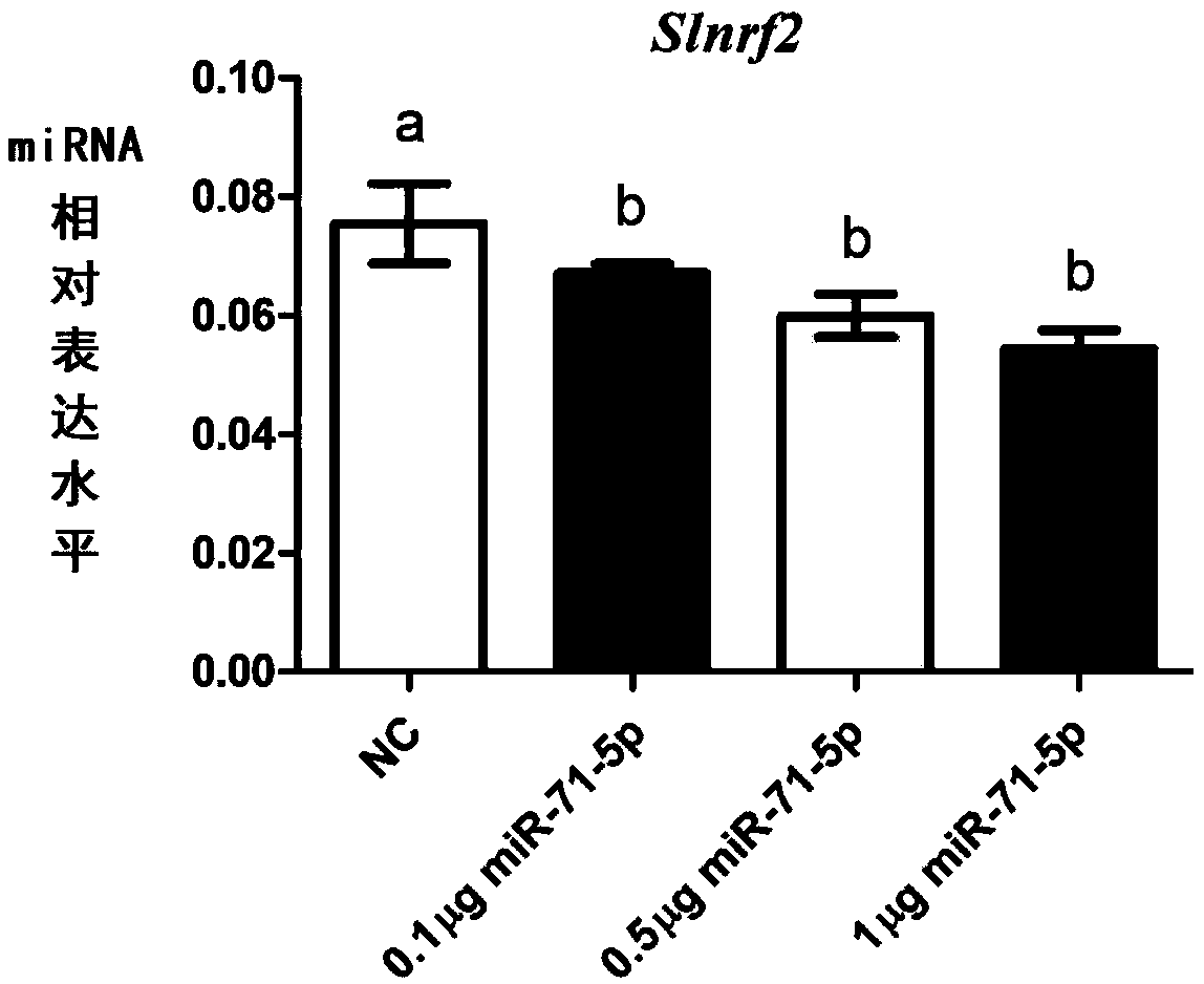 Application of miR-71-5p in pest control