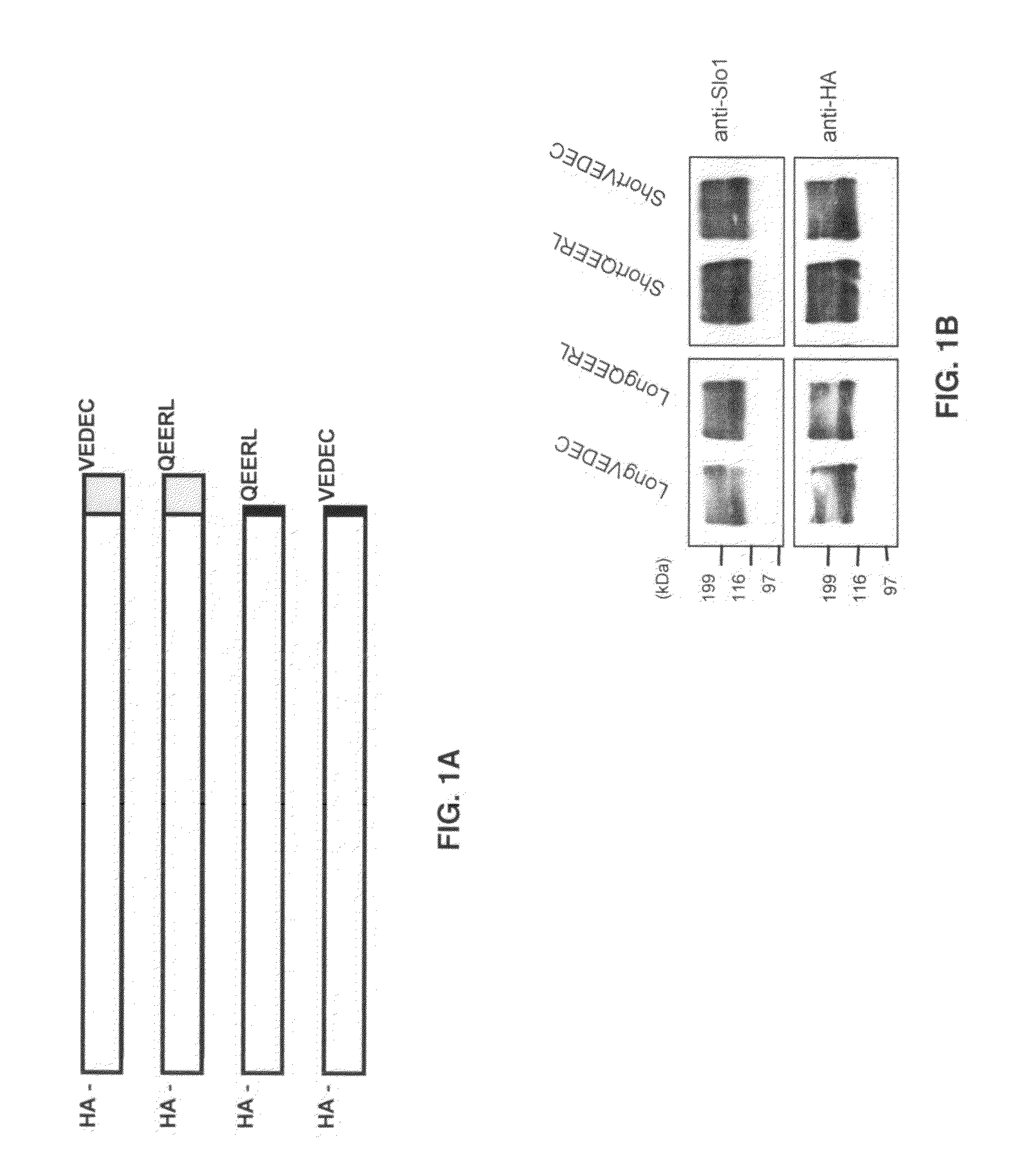 Small peptide modulators of potassium channel trafficking