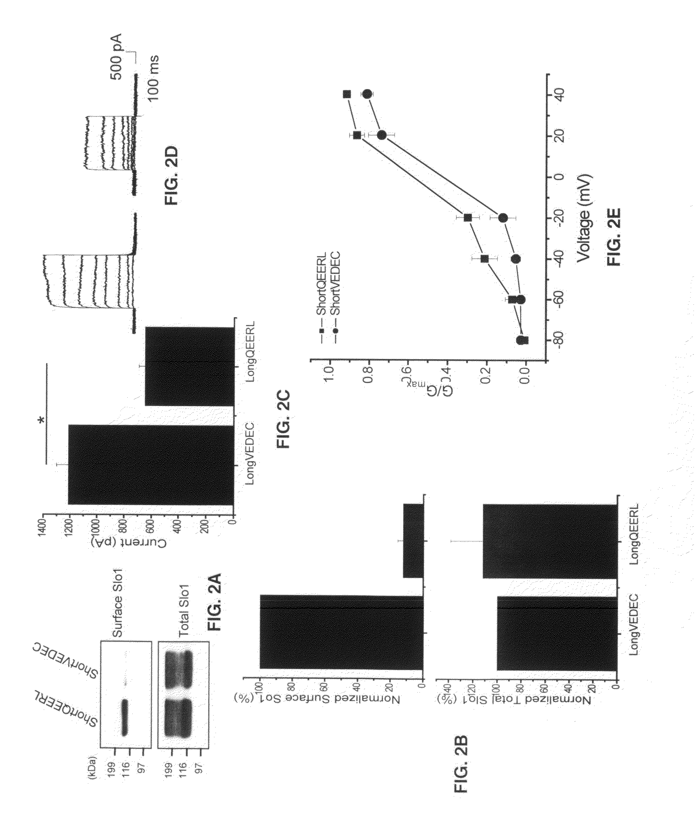 Small peptide modulators of potassium channel trafficking