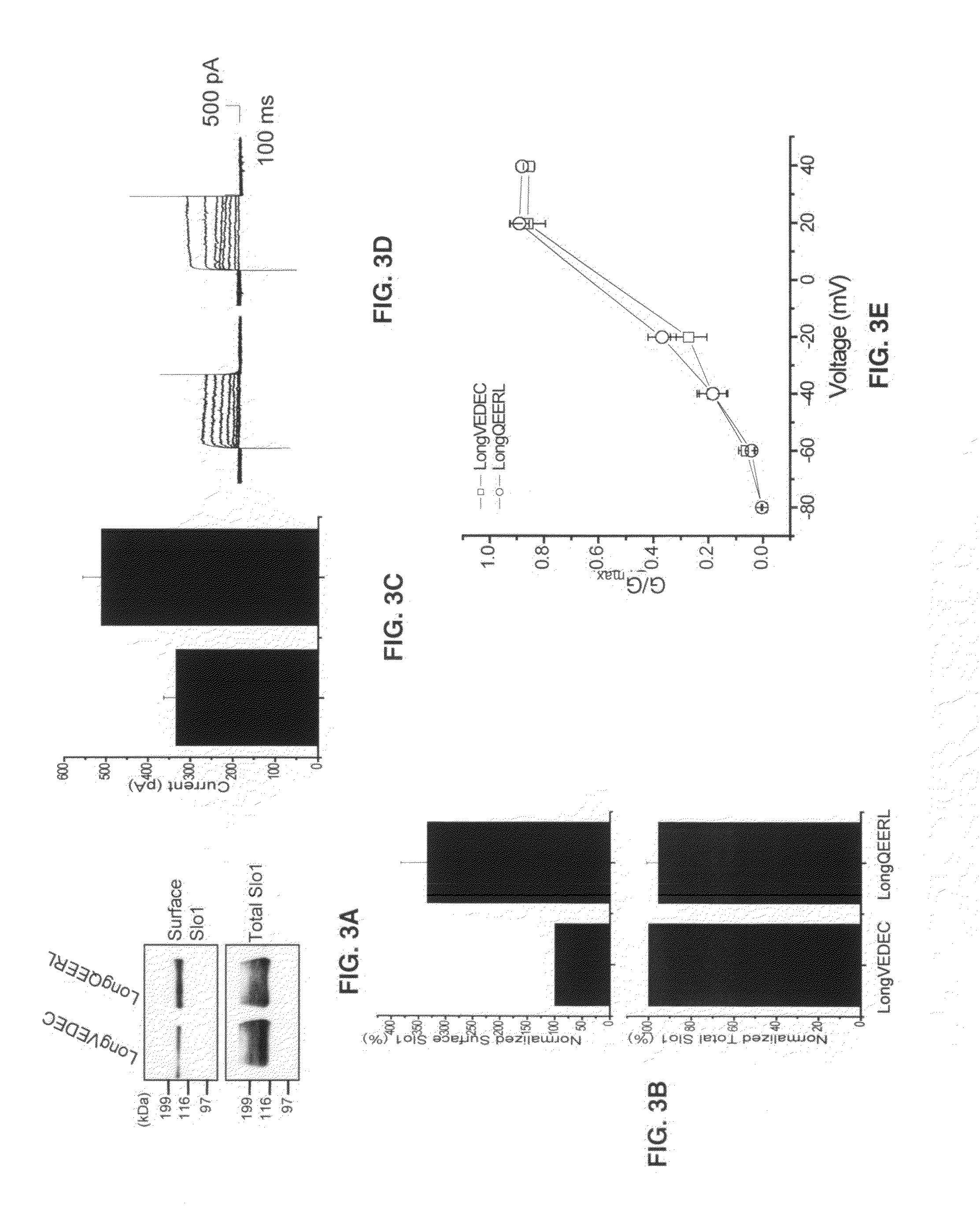 Small peptide modulators of potassium channel trafficking