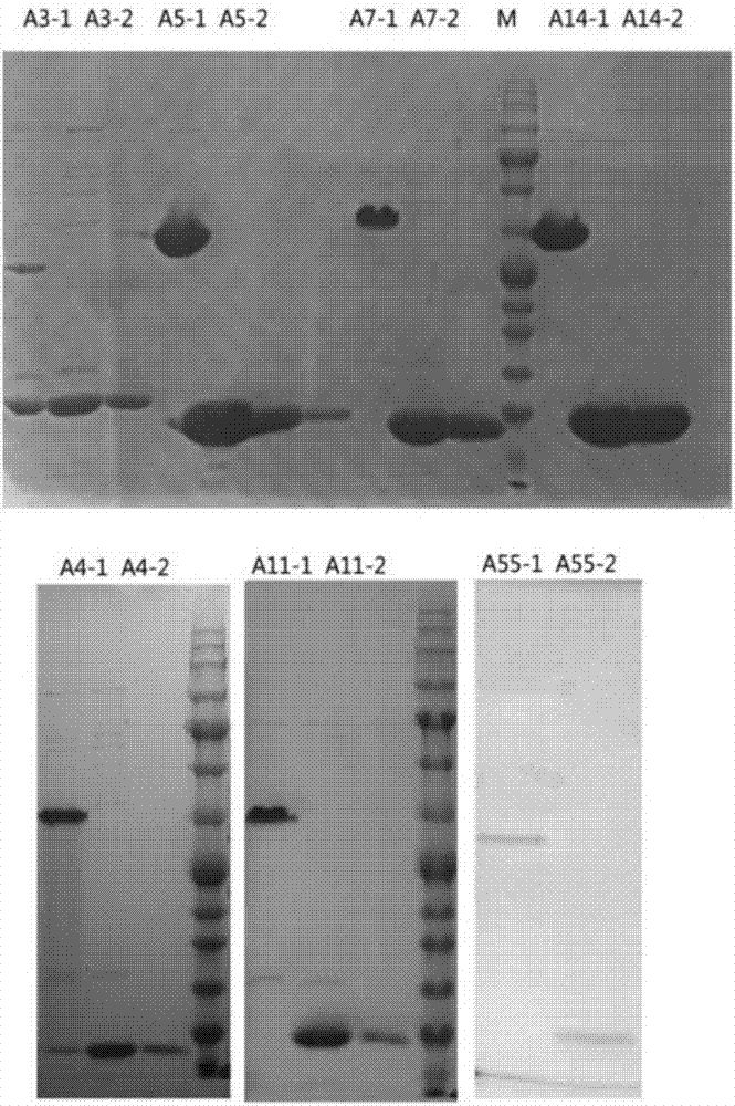 Recombinant expression type adenovirus dynein peptide, adenovirus subunit vaccine and preparation method thereof