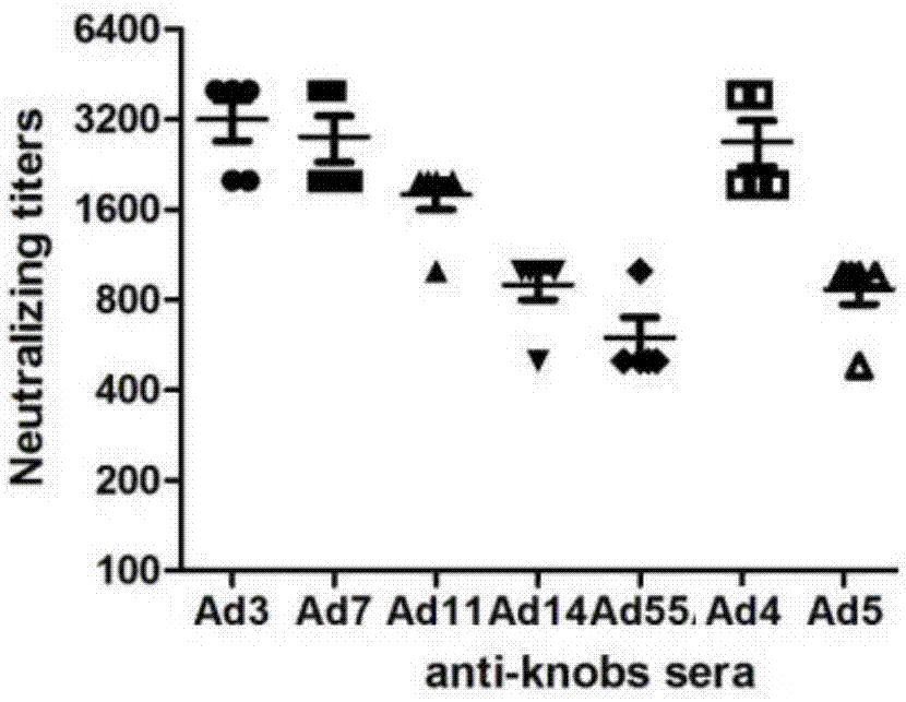 Recombinant expression type adenovirus dynein peptide, adenovirus subunit vaccine and preparation method thereof