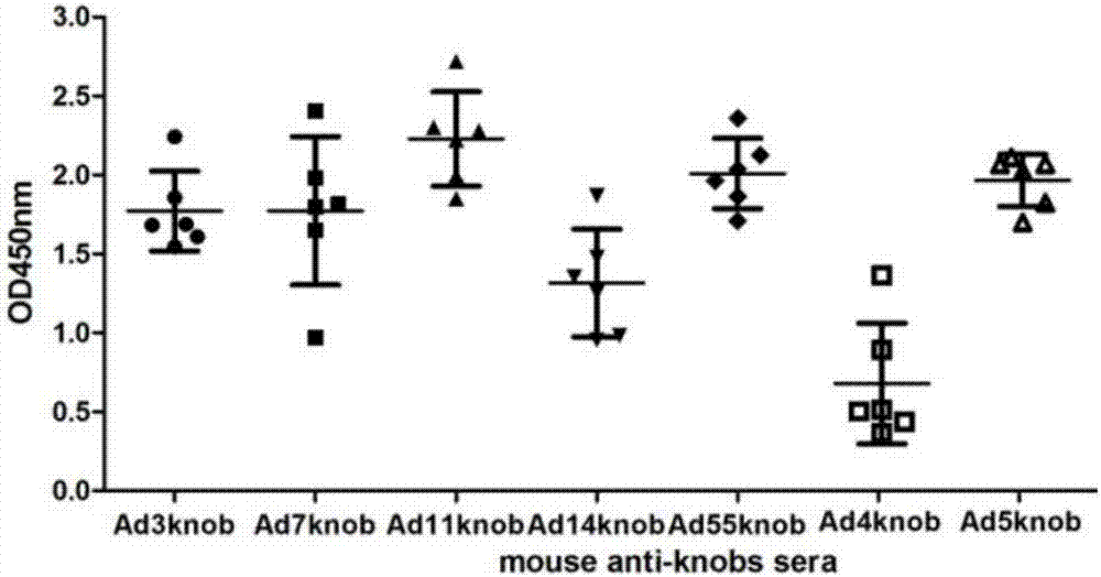 Recombinant expression type adenovirus dynein peptide, adenovirus subunit vaccine and preparation method thereof