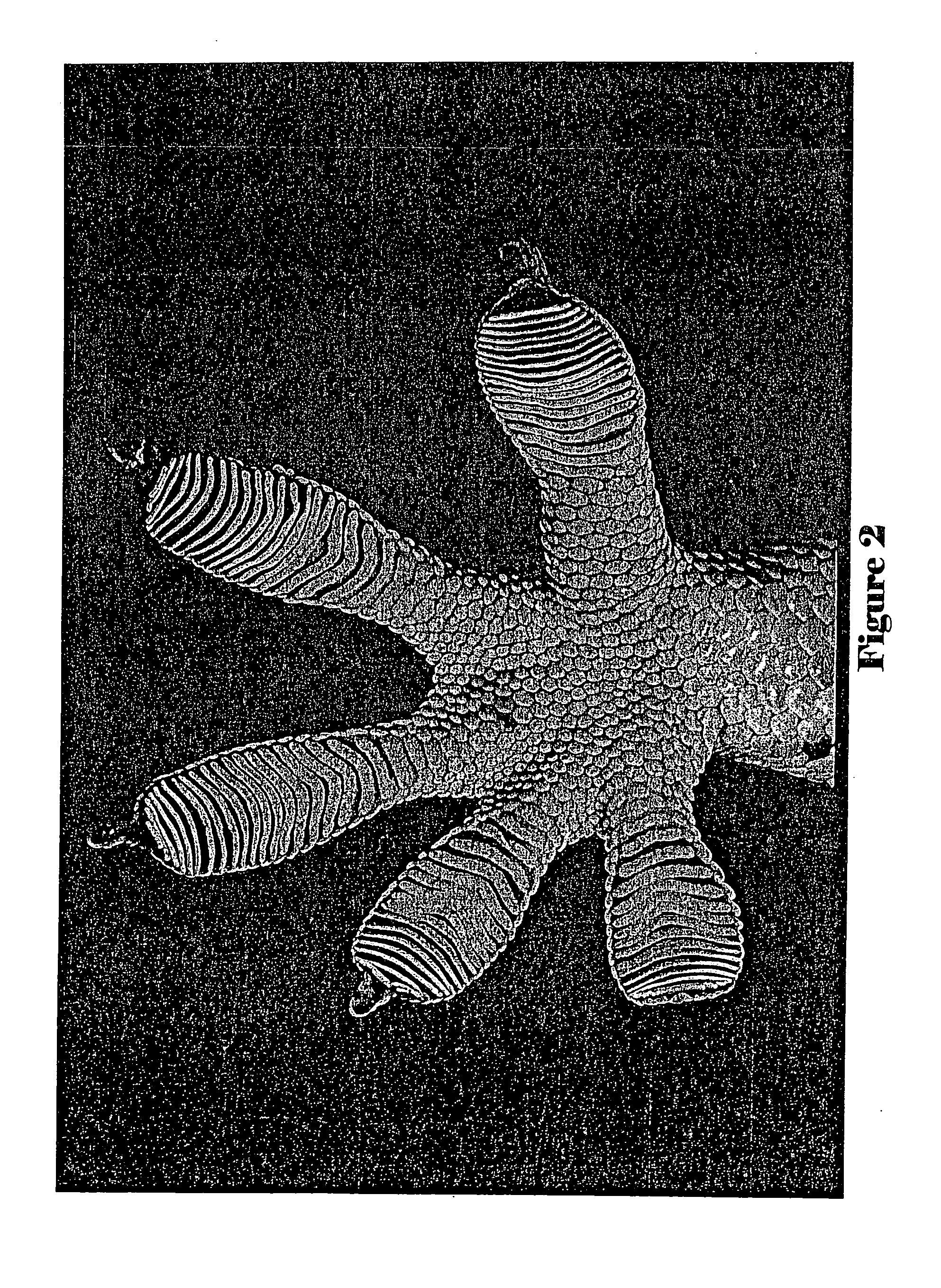 Hierarchically-dimensioned-microfiber-based dry adhesive materials