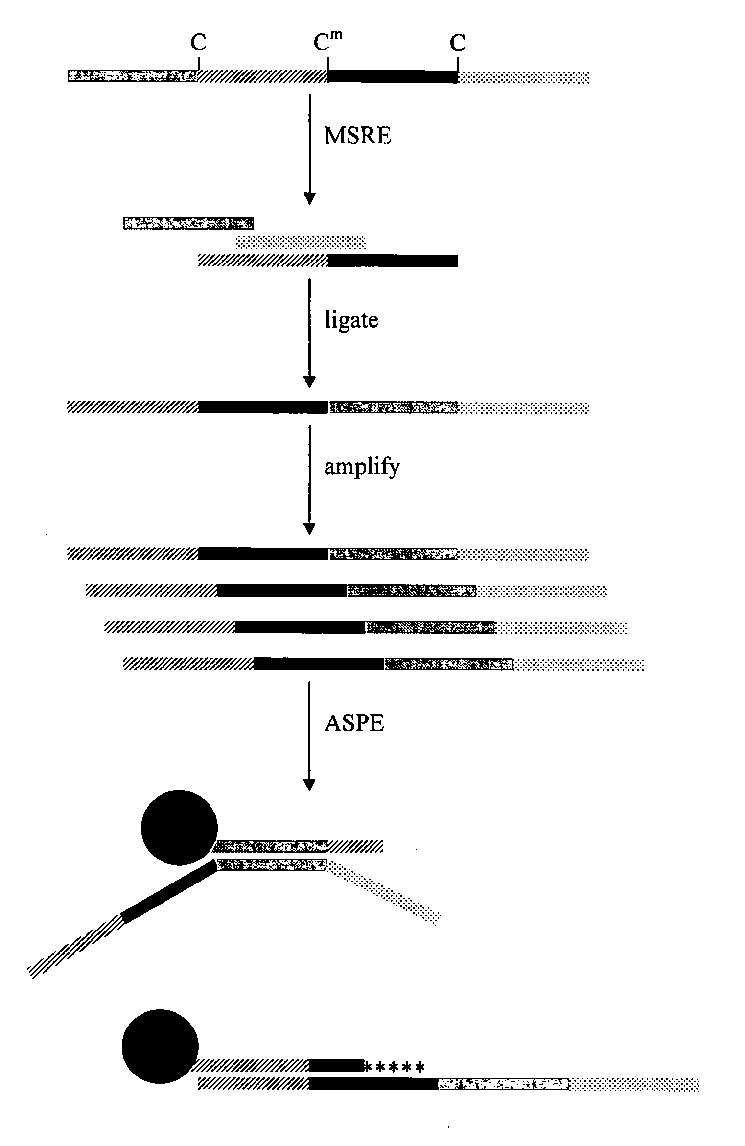 Methylation-sensitive restriction enzyme endonuclease method of whole genome methylation analysis