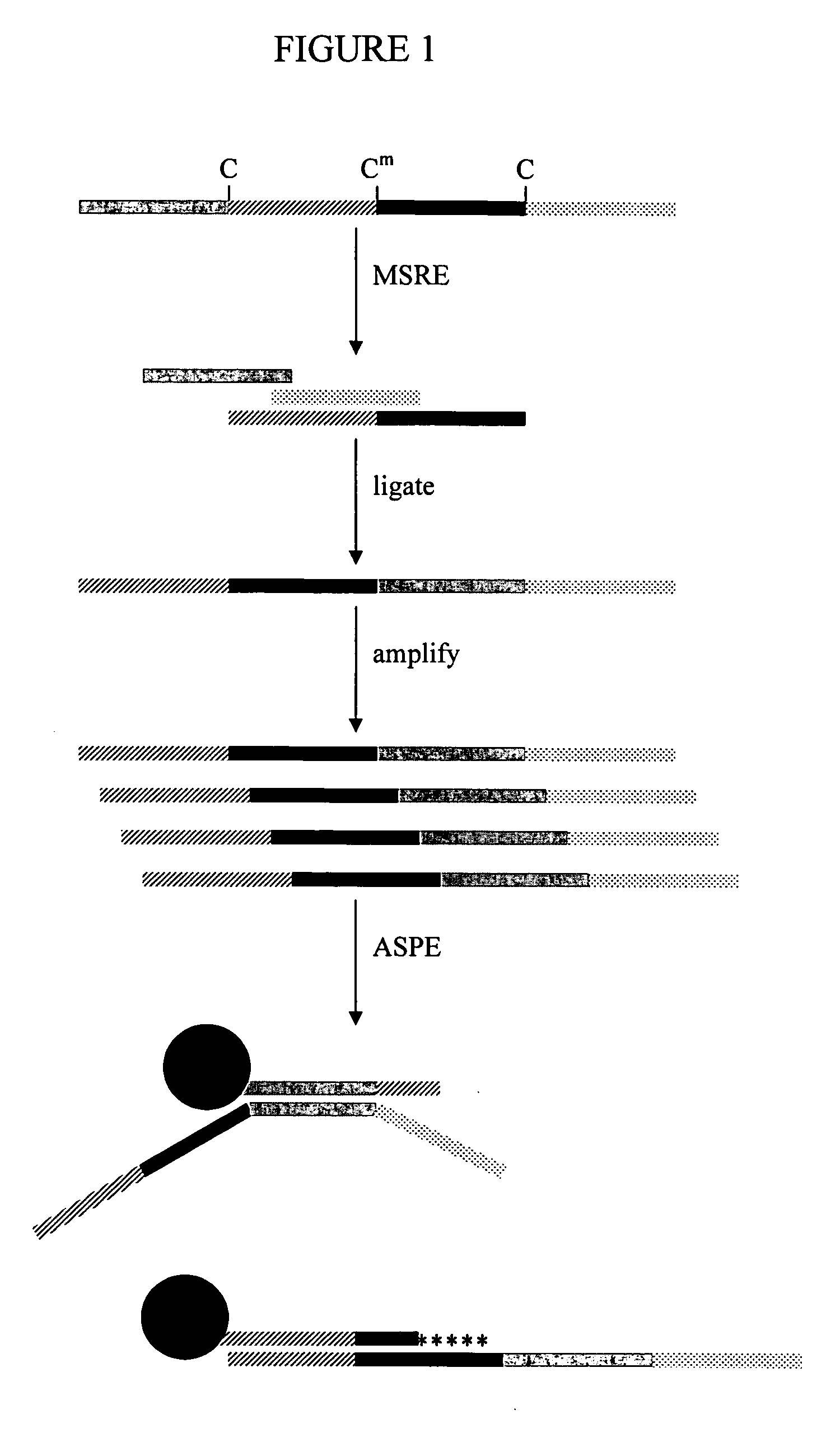 Methylation-sensitive restriction enzyme endonuclease method of whole genome methylation analysis