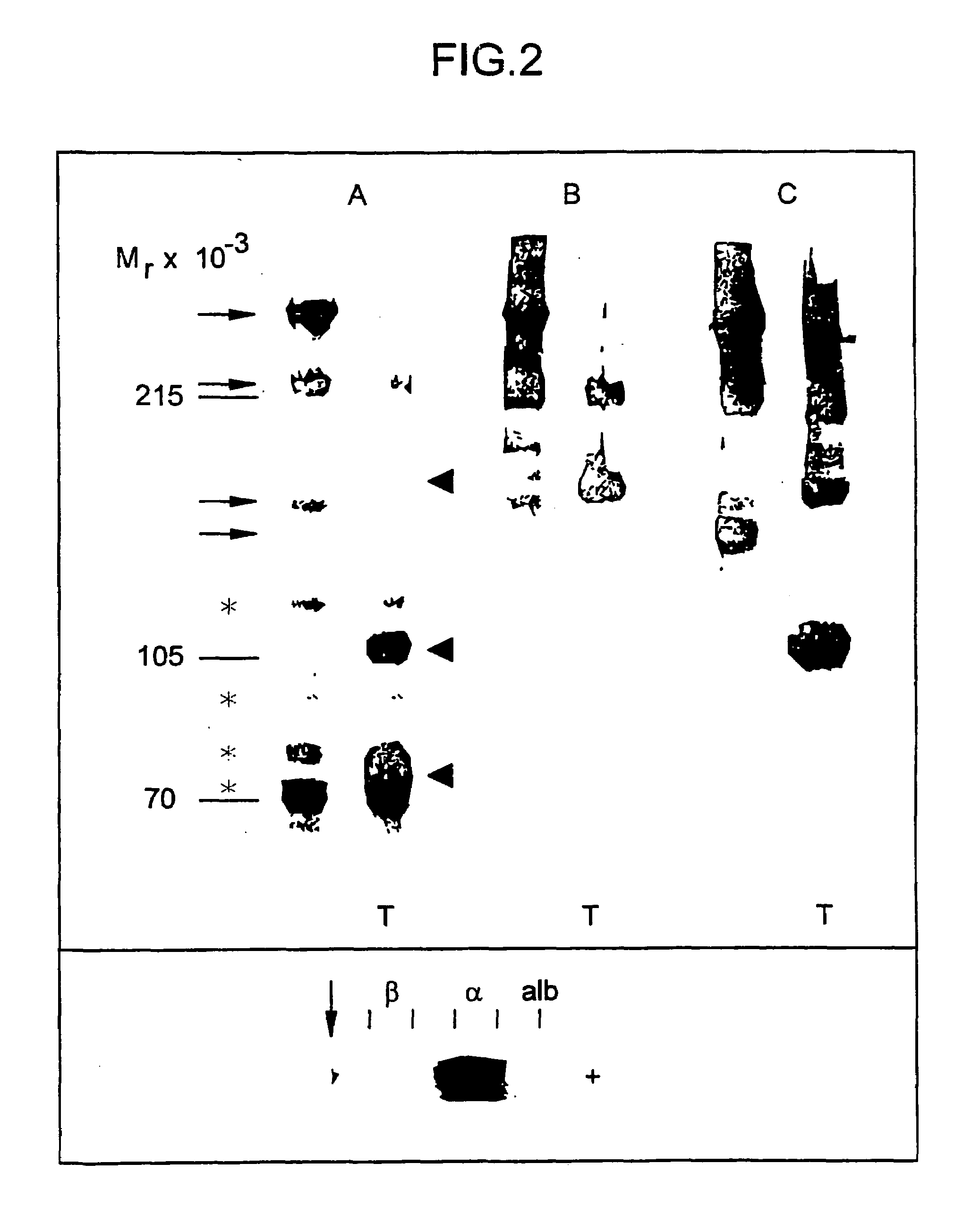 Assays for determining anticoagulant cofactor activity