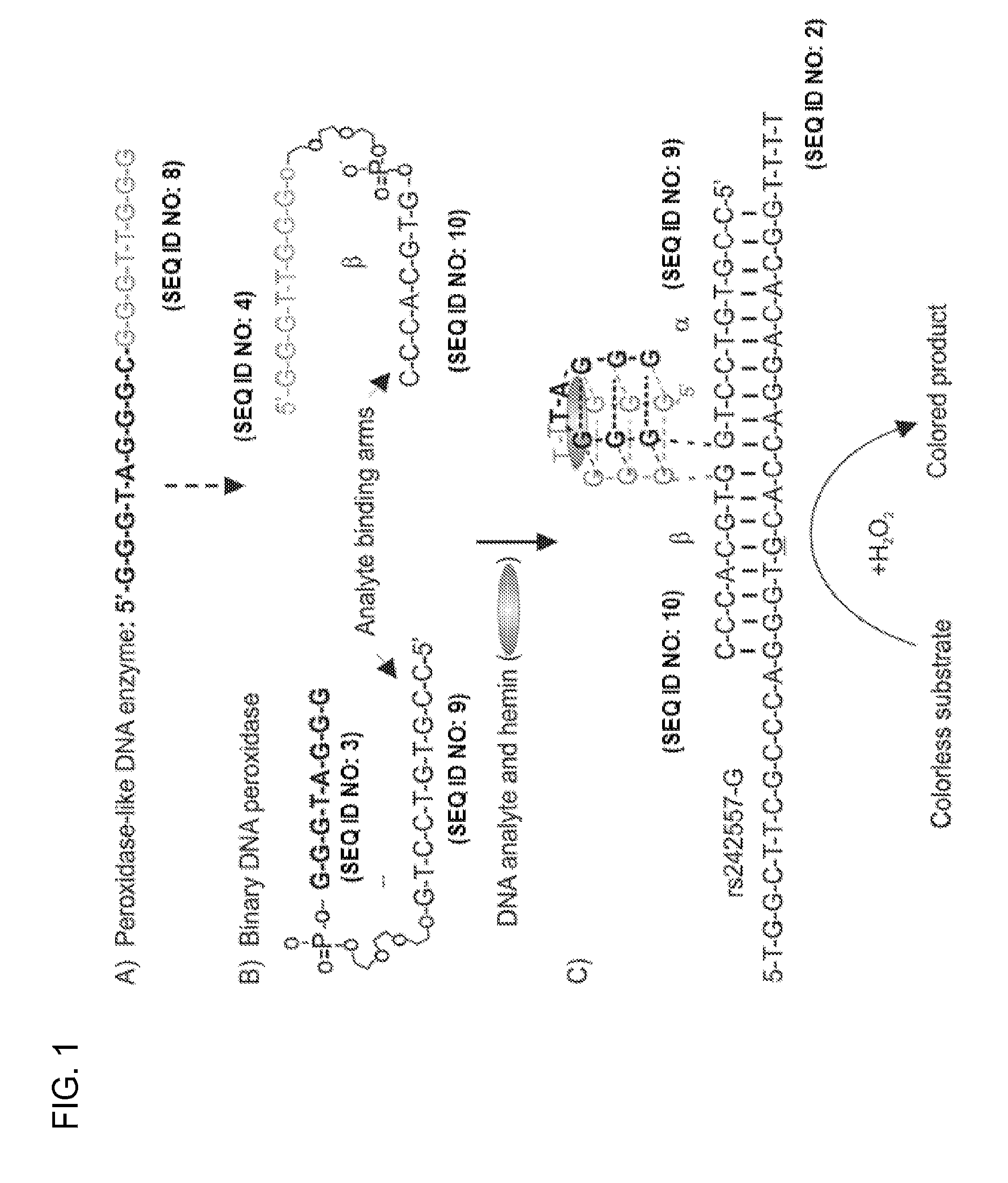 Split DNA Enzyme for Visual Single Nucleotide Polymorphism Typing