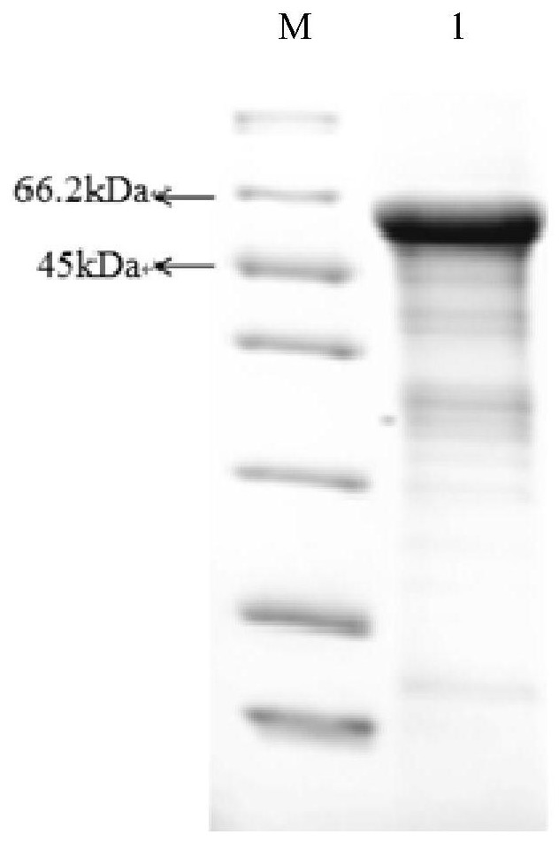 Method and kit for measuring effective antigen content of inactivated vaccine against infectious spleen and kidney necrosis virus