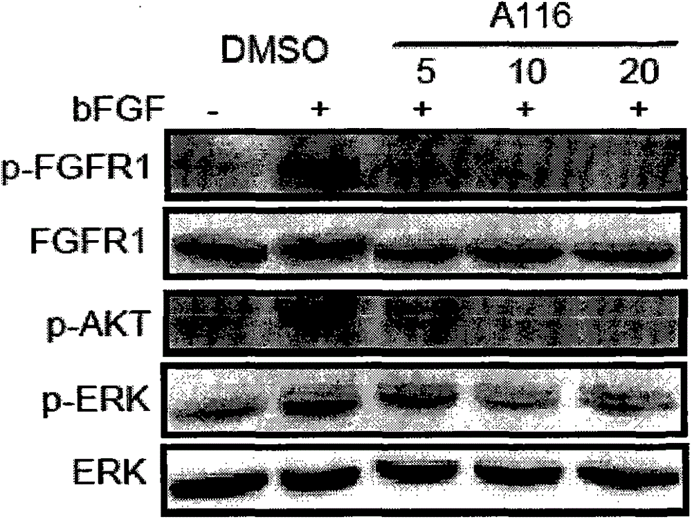 A novel azaindole-2-one FGFR1 inhibitor and its antitumor activity