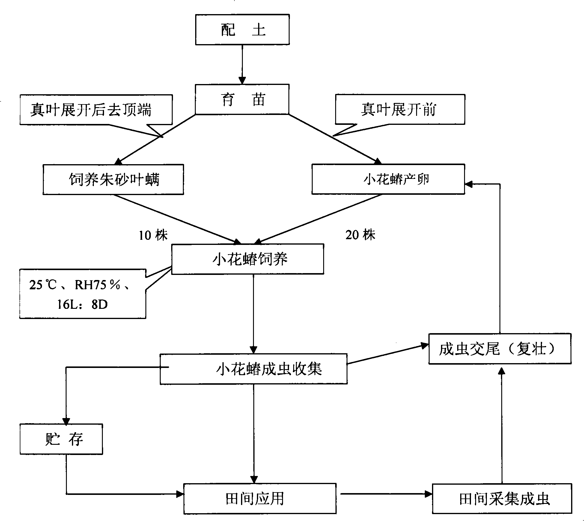 Artificial propagation method of minute pirate bugs