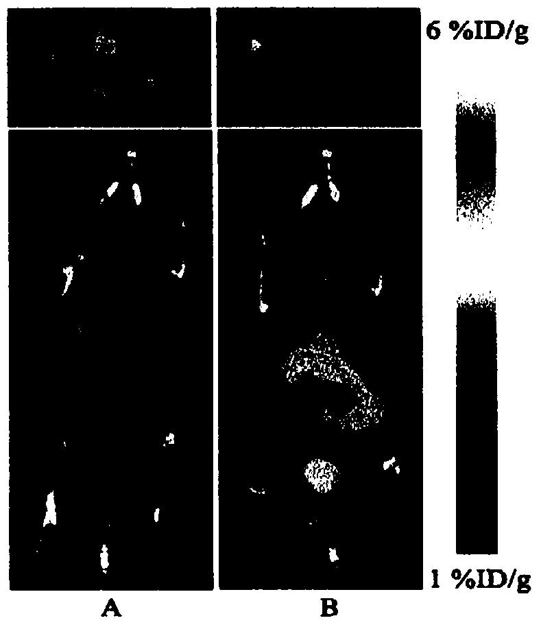 Positron nuclide-labeled dansylamide stilbene compound, its synthesis method and application