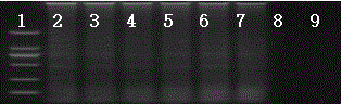 Reagent for legionella pneumophila detection according to in-vitro nested loop-mediated isothermal amplification method and legionella pneumophila detection method