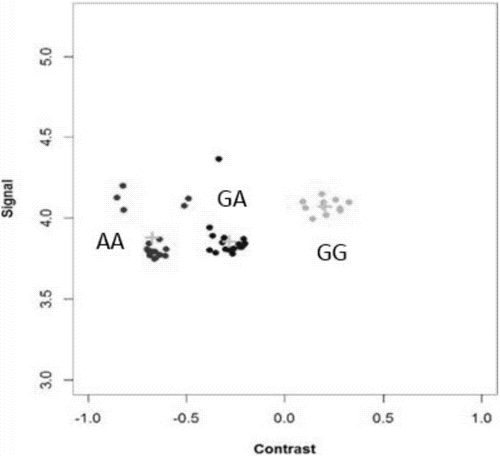 Method for detecting sheep FecB gene polymorphism by using micro-fluidic SNP chip