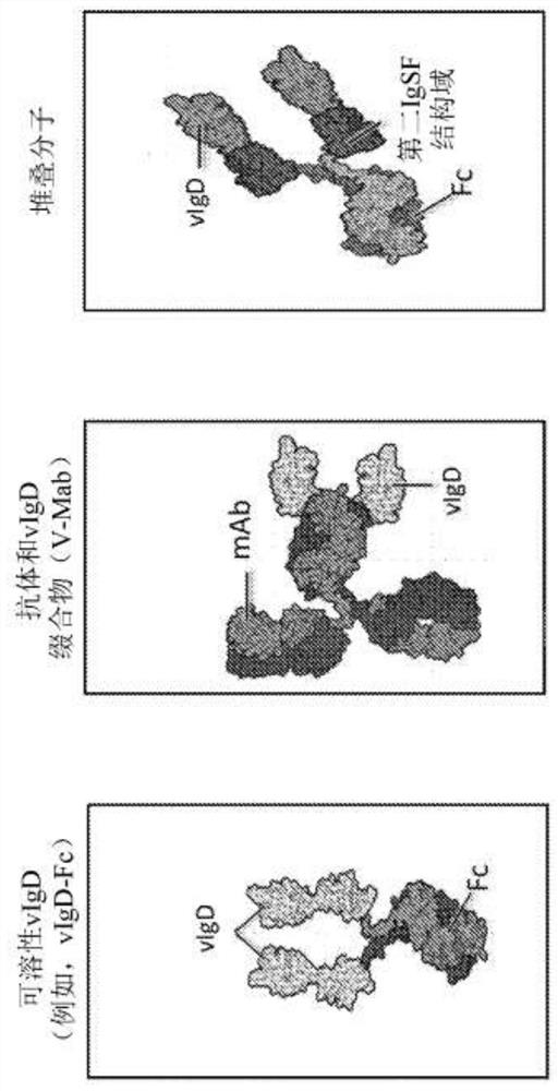 Ctla-4 variant immunomodulatory proteins and uses thereof