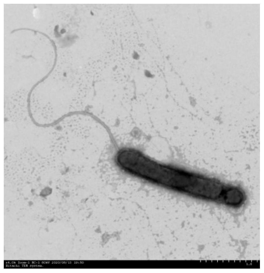 A kind of aerobic denitrifying bacteria and its application