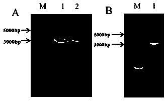 Method for artificially breeding normal wild rice shoots