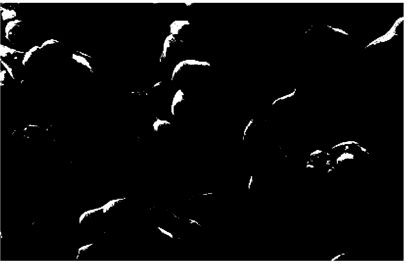 Metal hydride stability treatment method