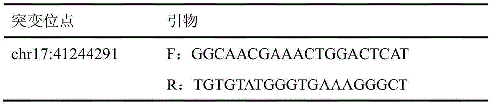 BRCA1 gene g.41244291delT mutation and application in breast cancer auxiliary diagnosis