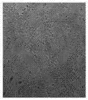 Sulphated compound microalgae polysaccharide and preparation method and application thereof