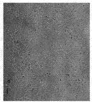 Sulphated compound microalgae polysaccharide and preparation method and application thereof