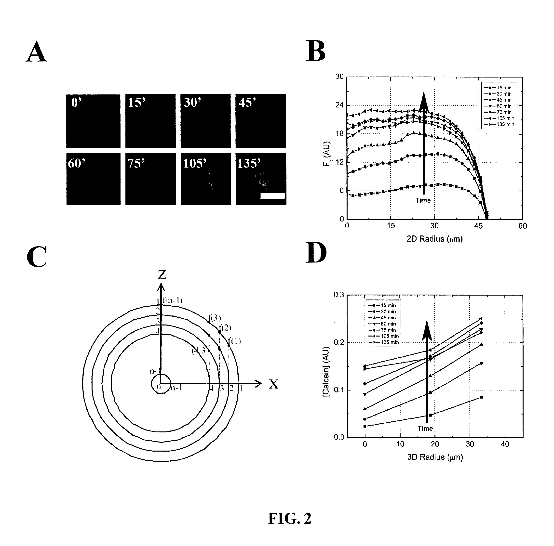 Differential effects of drugs on transport in a multi-layer 3D spheroid model