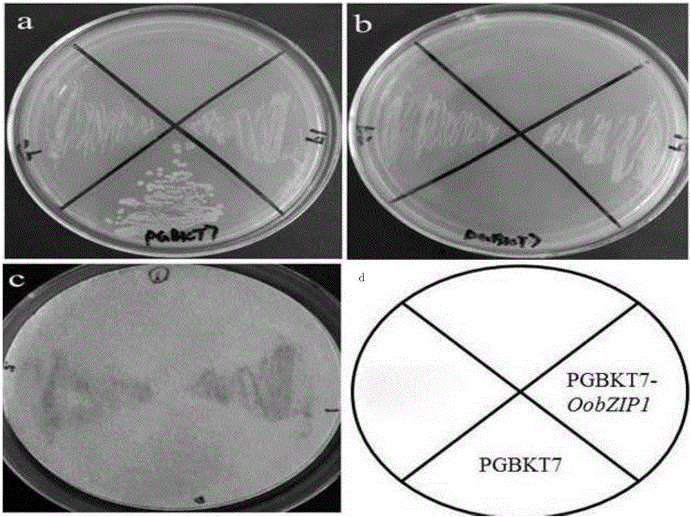 Medical wild rice gene OobZIp1 as well as expression vector and construction method thereof