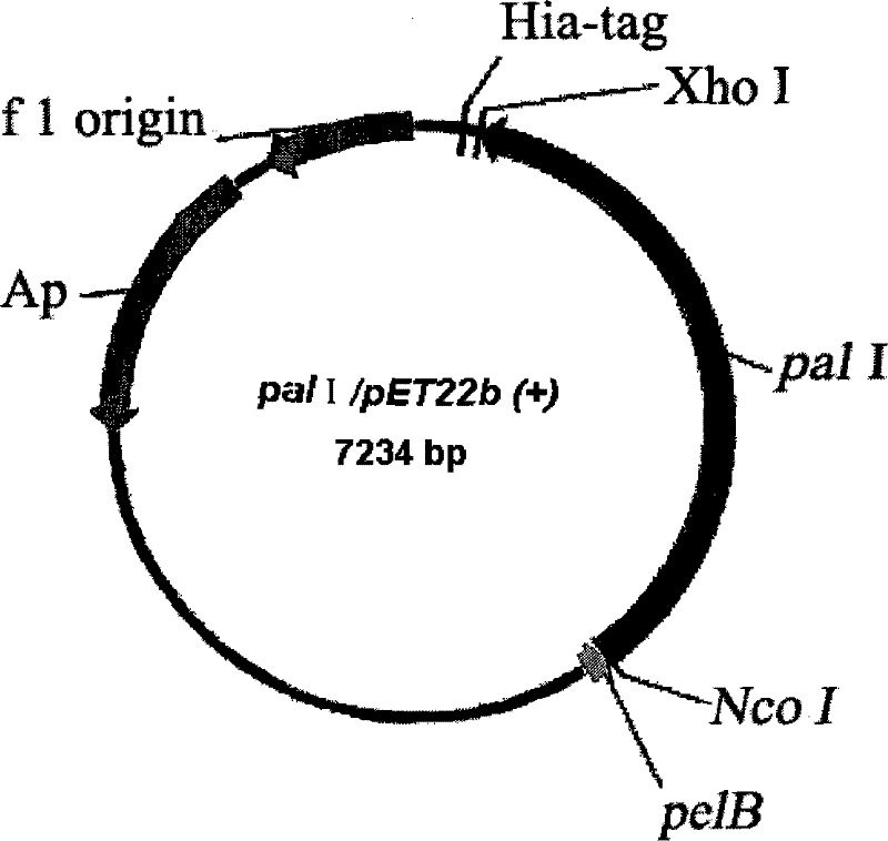 Sucrose isomerase gene and high-efficiency expression method thereof