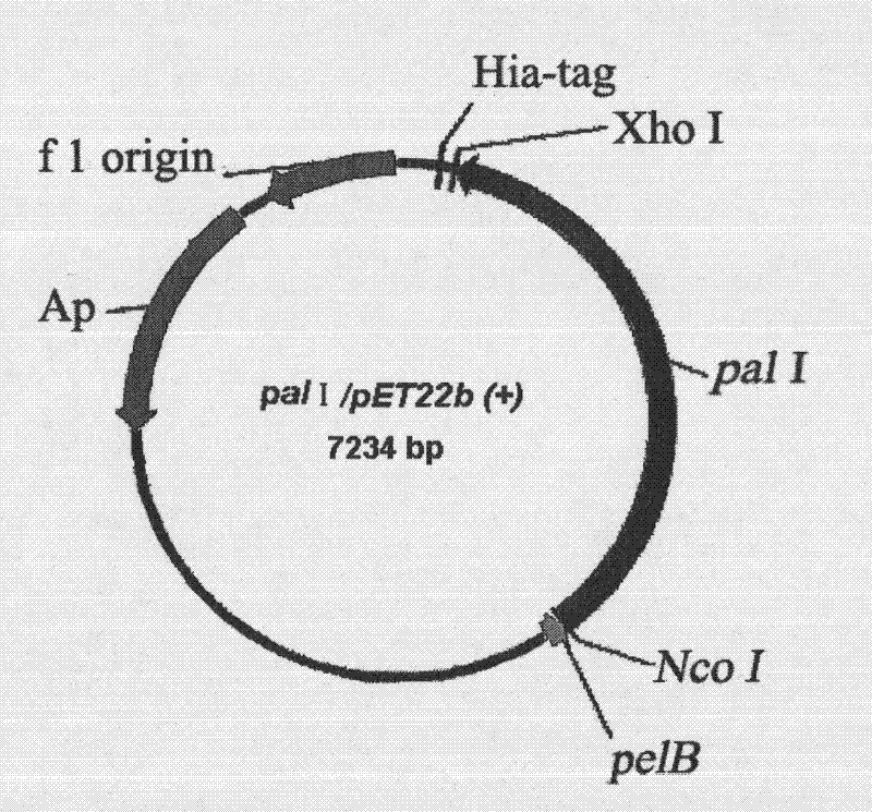 Sucrose isomerase gene and high-efficiency expression method thereof