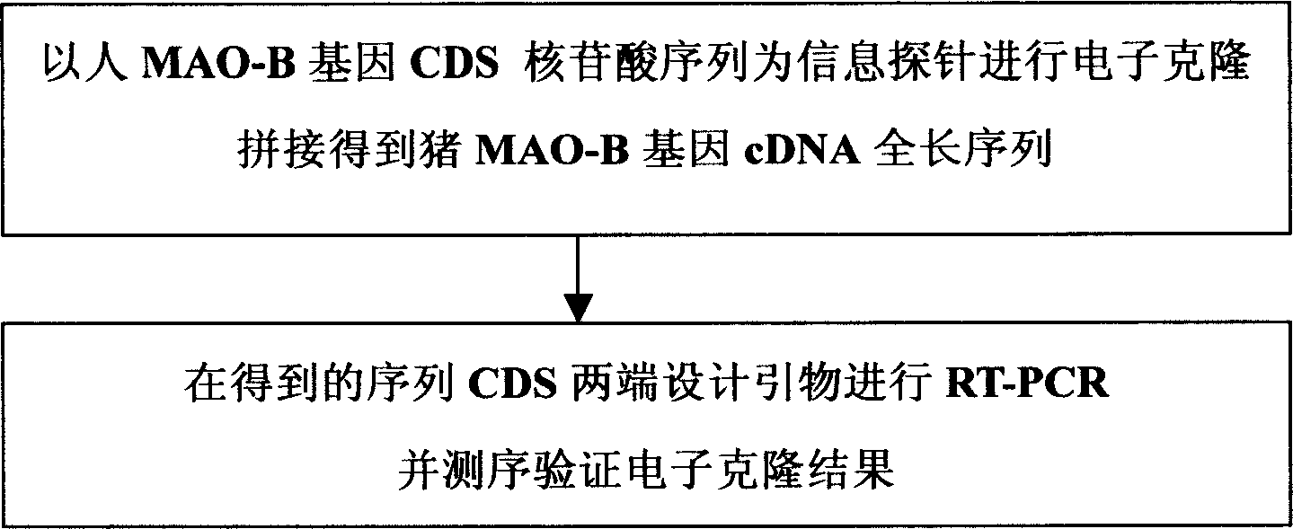 Pig tyraminase beta protein coding sequence