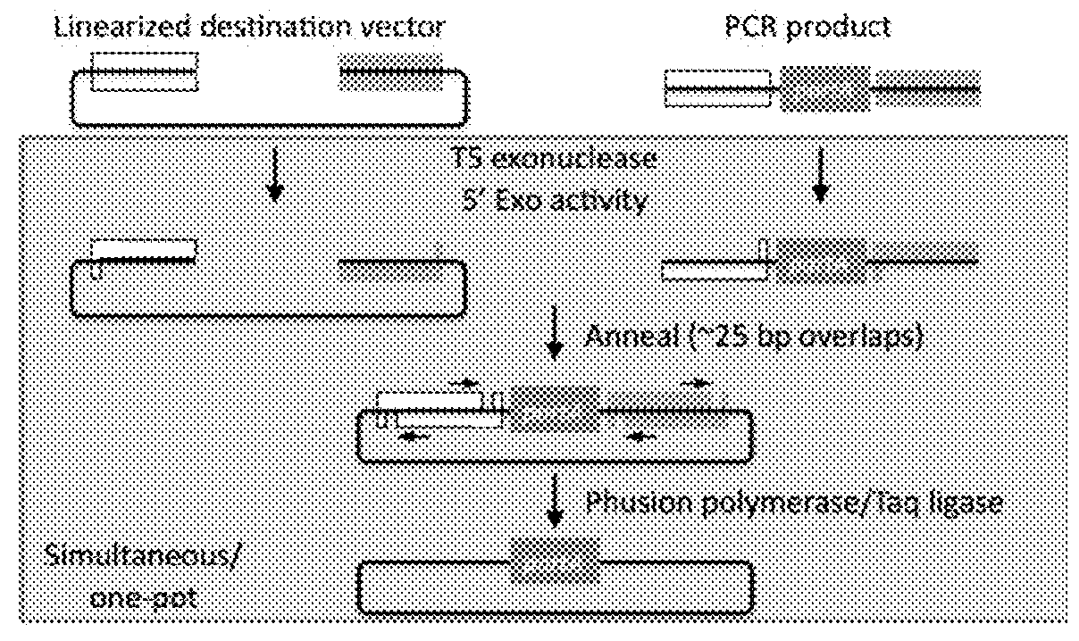 Methods Of Modifying A Sequence Using CRISPR