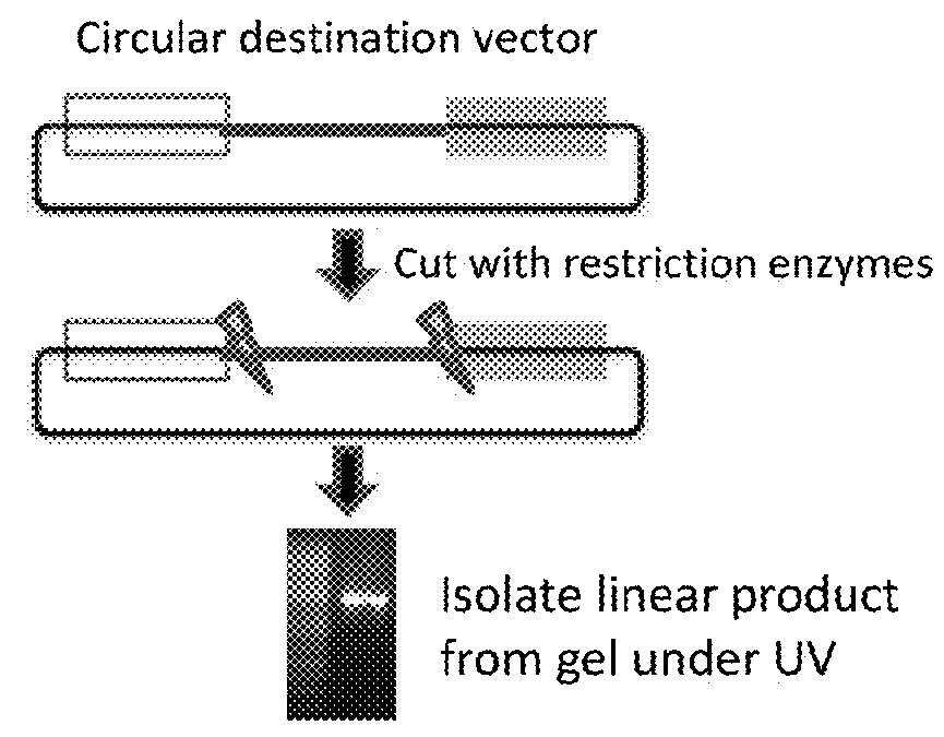 Methods Of Modifying A Sequence Using CRISPR