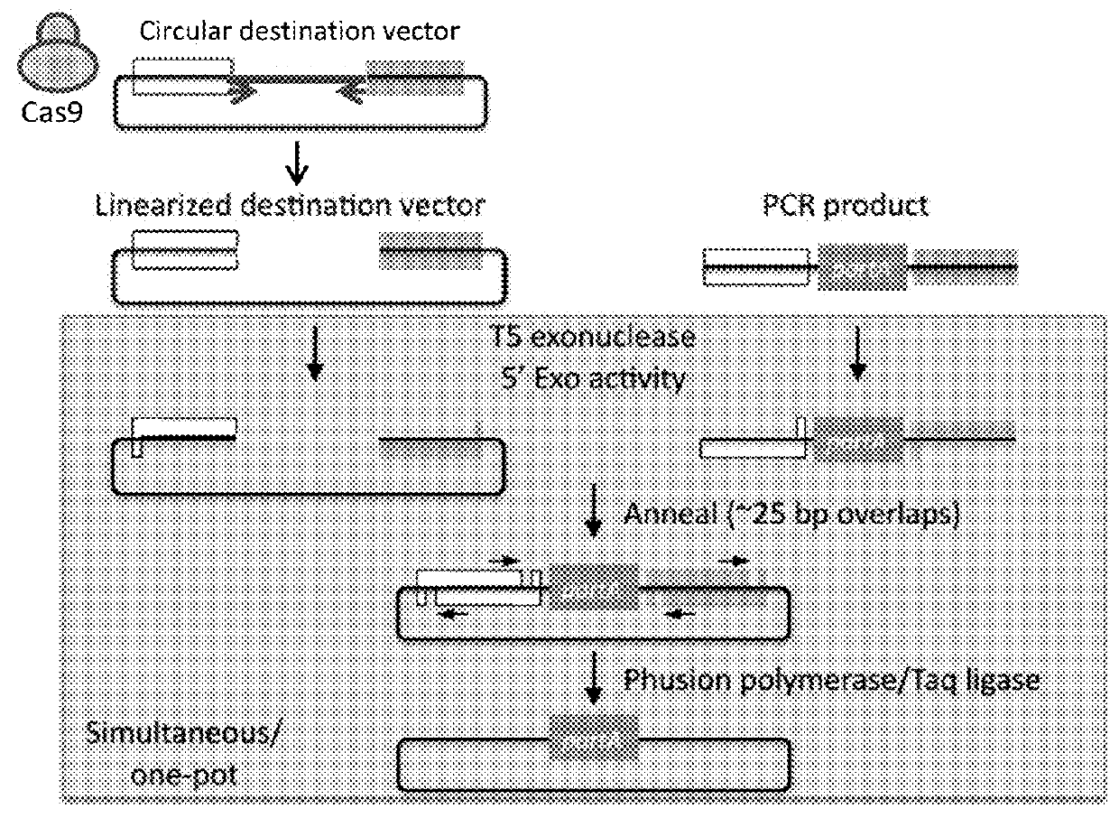 Methods Of Modifying A Sequence Using CRISPR