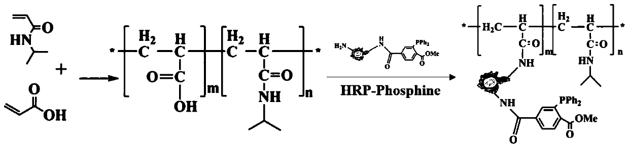 Functionalized temperature-sensitive polymer and its preparation method and application in (ptm) protein detection