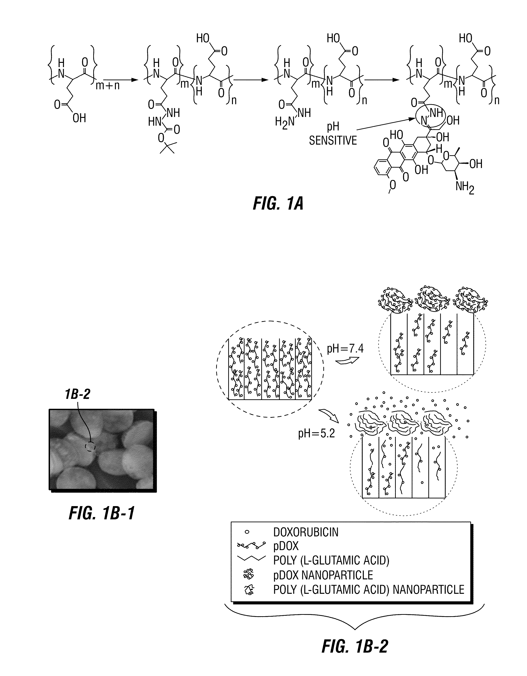 Compositions and methods of treating therapy resistant cancer and uses thereof