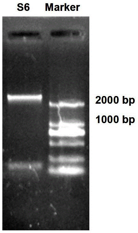 The method of using artificial microrna to breed rough dwarf disease resistant corn and its special double-stranded rna