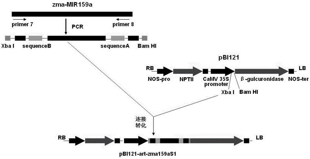 The method of using artificial microrna to breed rough dwarf disease resistant corn and its special double-stranded rna