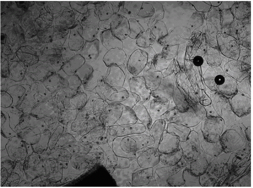 Convenient observation method of orchid mycorrhiza microstructure