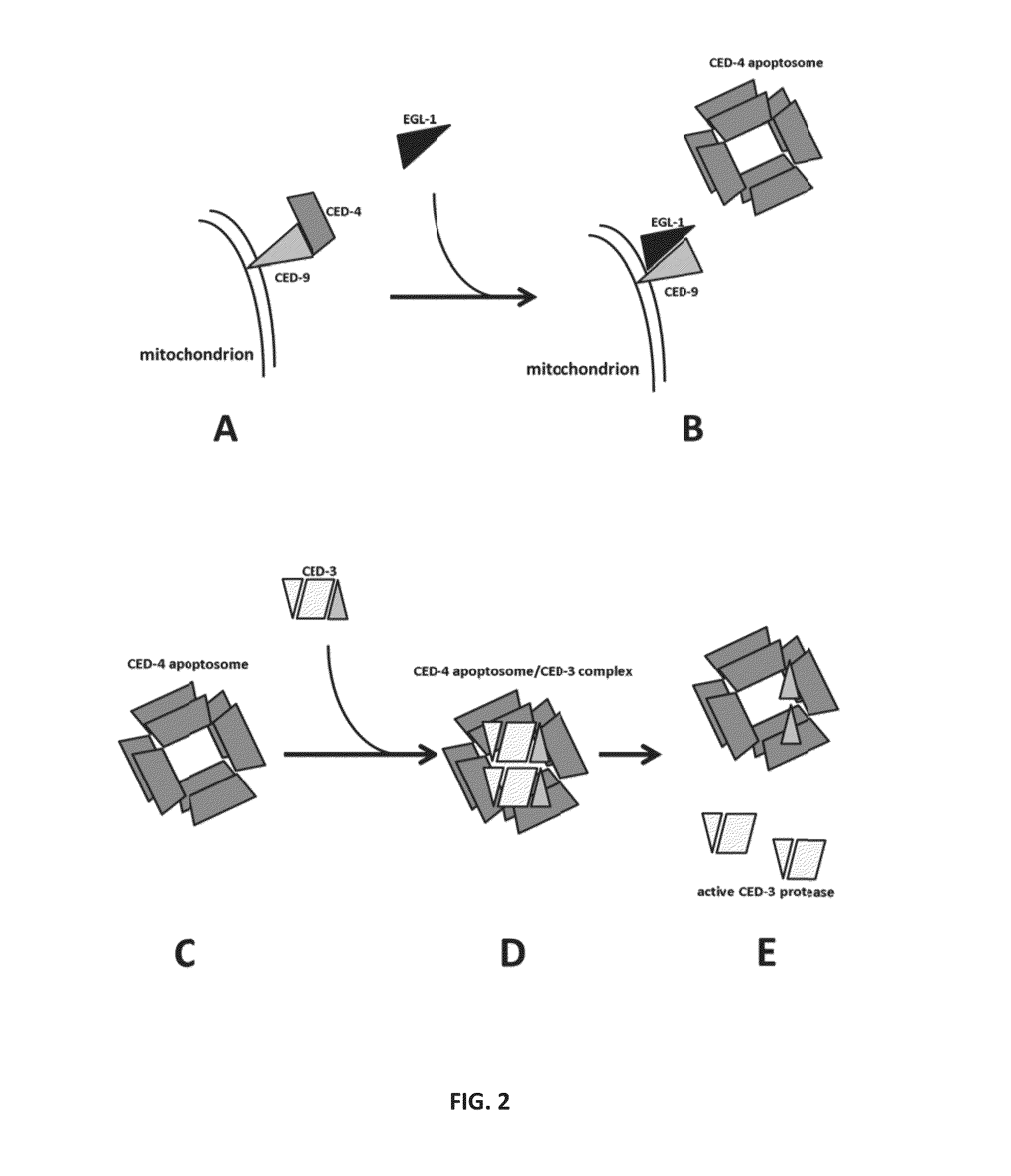 Nematicide composition comprising CED-4 peptide