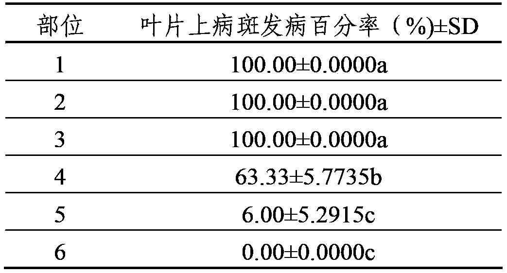 Method for indoor culture breeding of Plasmopara viticola