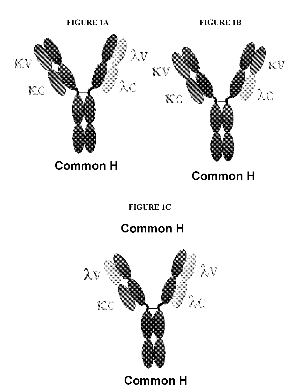 Methods of purifying bispecific antibodies