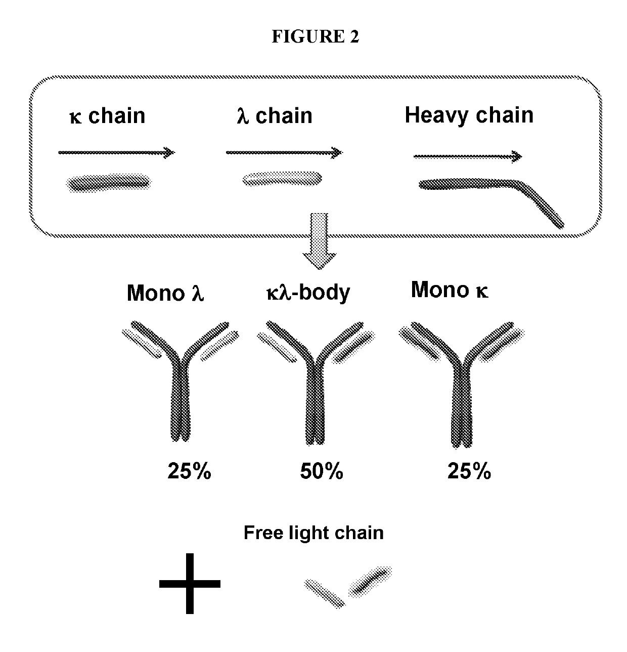 Methods of purifying bispecific antibodies