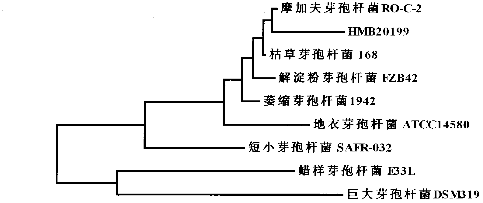 Bacillus mojavensis and microorganism bacterium agent thereof for controlling cucumber downy mildew