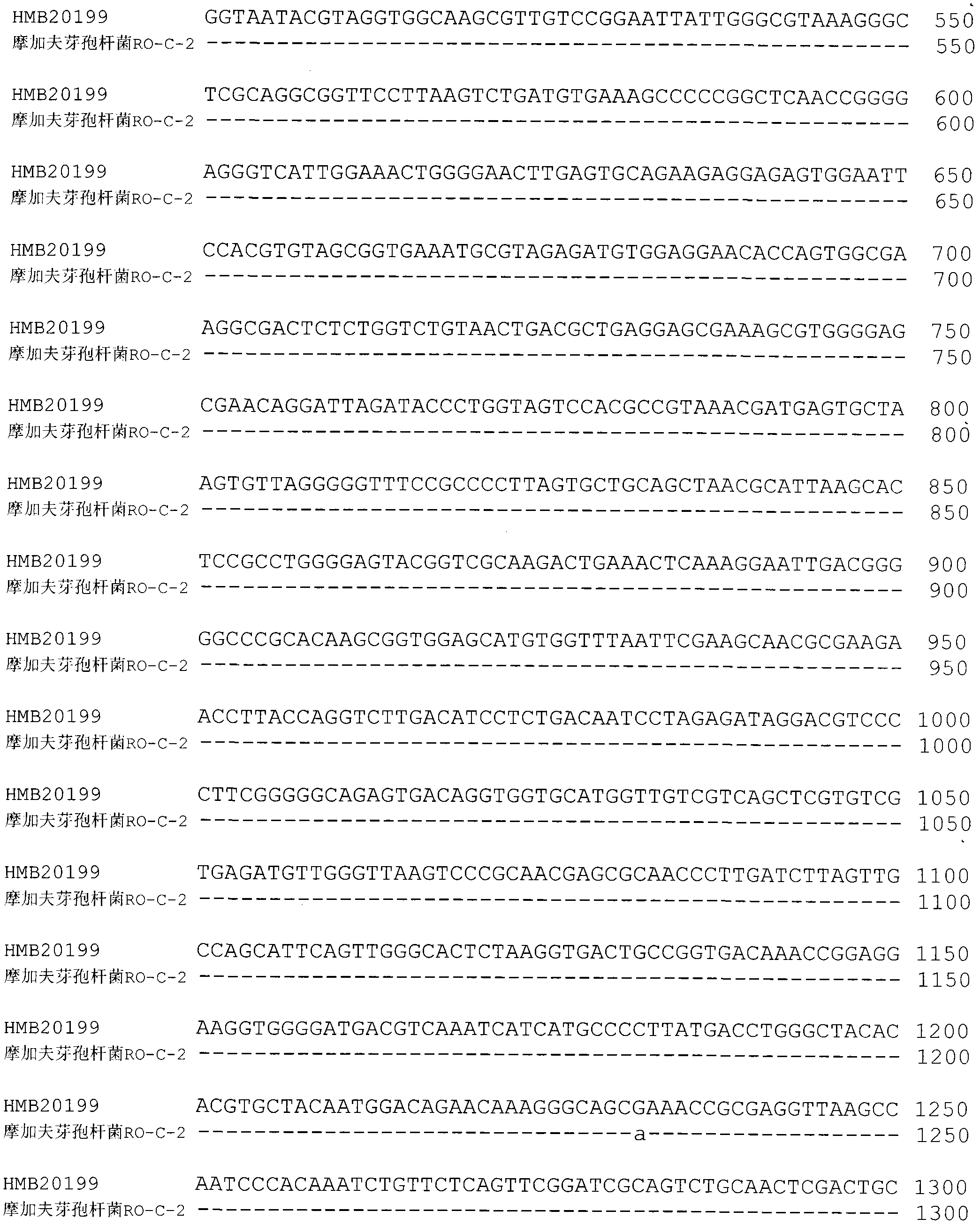 Bacillus mojavensis and microorganism bacterium agent thereof for controlling cucumber downy mildew