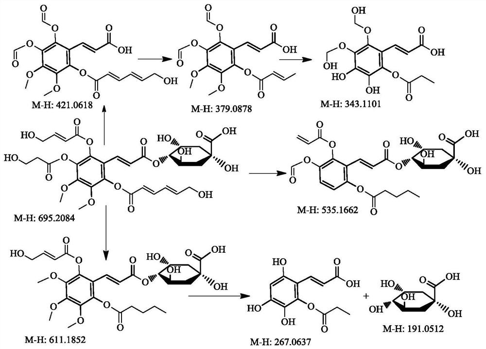 Calophyllum inophyllum aqueous extract powder as well as preparation, immunity enhancing effect and application thereof