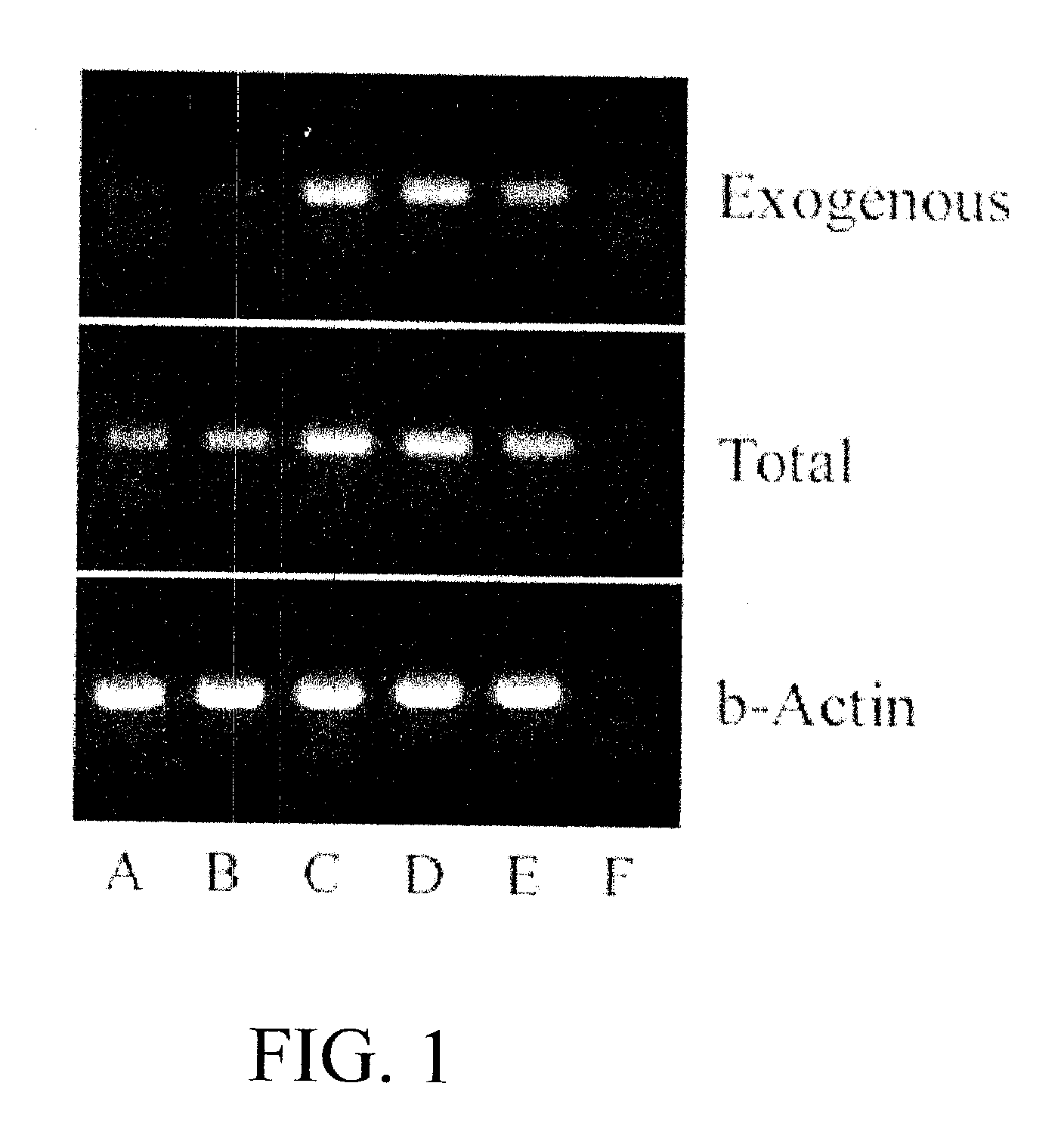 Use of FGF-18 Protein, Target Proteins and Their Respective Encoding Nucleotide Sequences to Induce Cartilage Formation